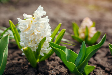 White and pink hyacinths blooming in spring garden. April flowers in blossom.