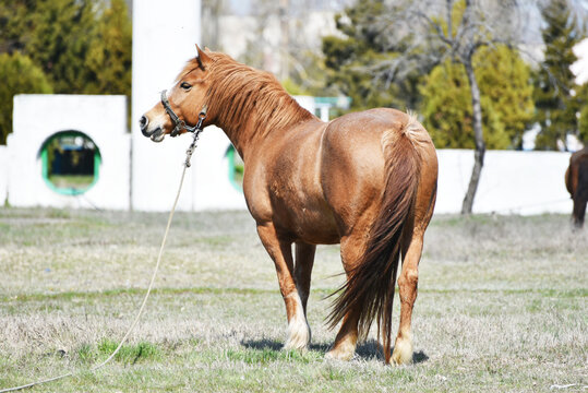 Elegant horse in harness outdoor, wildlife photo