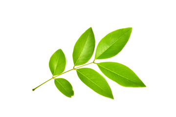 green leaves isolated on white background