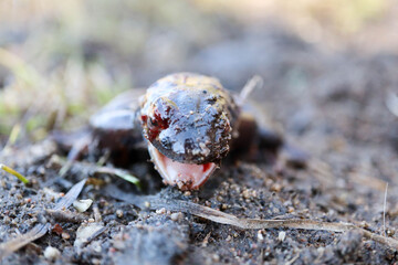 frog after winter hibernation close up macro
