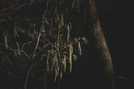 Closeup of Corkscrew hazel flowering plants on the dark