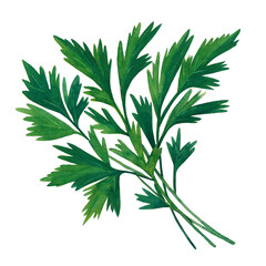 Green branch of parsley isolated on white background.  Watercolor hand drawn illustration. - 428796030
