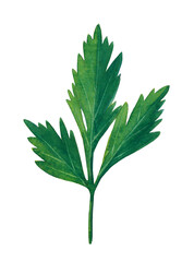 Green branch of parsley isolated on white background.  Watercolor hand drawn illustration. - 428796054