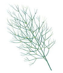 Green branch of dill isolated on white background.  Watercolor hand drawn illustration.