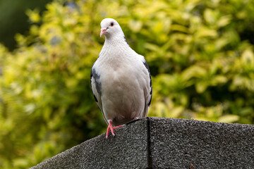 white feral pigeon on roof