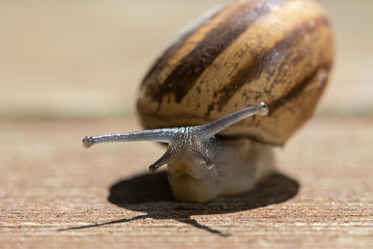 The Common Garden Snail. Helix Aspersa