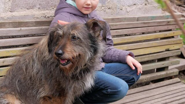 Hands of a young girl combing the dog. Care for long fur animals. Combs for pets. Love, supportng, caring, puppies adoption concept. Street homeless mongrel shelter. A dog sits on wooden bench outdoor
