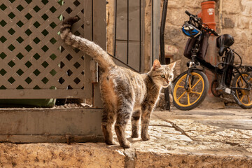 An adult  gray cat stands on the street in the Muslim quarter in the Old Town of Jerusalem in Israel