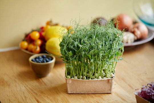 Microgreens growing in a tray