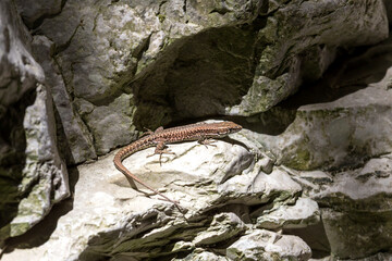 Lizard (Podarcis peloponnesiacus) sitting on a stone close-up in a sunny day