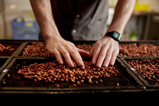 Man's hands arranging pea seeds in seed tray in urban farm