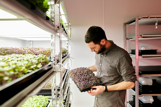 Man Tending Trays Of Microgreens In Urban Farm