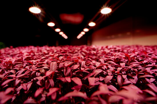 Close Up Of Tightly Packed Amaranth Aztec Microgreen Seedlings Growing