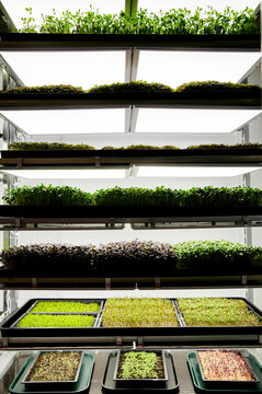 Trays of microgreen seedlings growing in urban farm