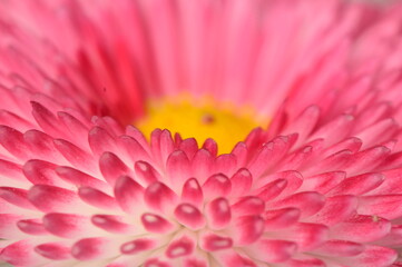 beautıful pınk flower macro shot