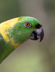 Yellow-Napped Amazon parrot perched on a branch in Costa Rica