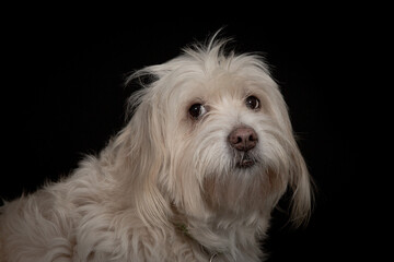 Dog portrait on black background.