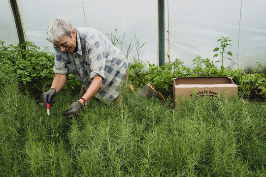 Woman kneeling in a poly tunnel, harvesting fresh herbs.