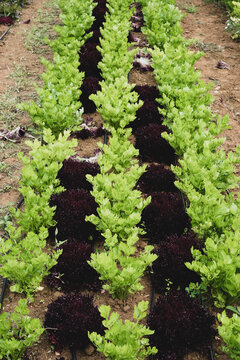 High angle close up of rows of celery in a field.