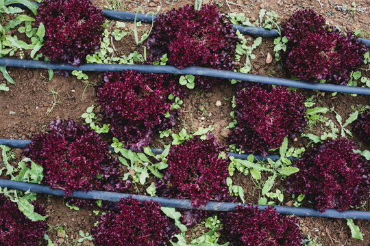 High angle close up of rows of red leaf lettuce in a field.