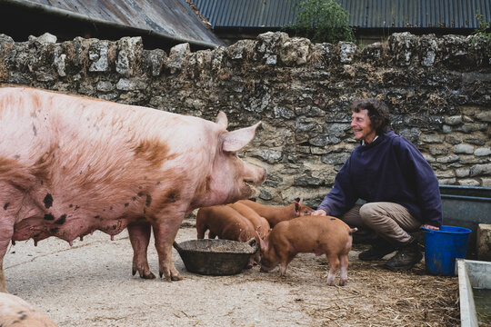 Woman feeding Tamworth pig sow and piglets on a farm.