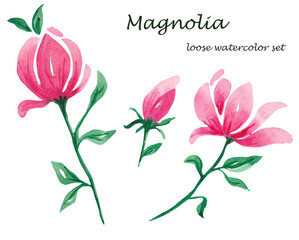 Watercolor illustration of a with flowers pink Magnolias. Hand drawn isolated close up tree floral. Botanical flowers elements