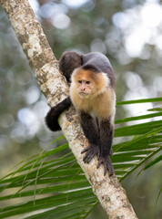 Capuchin monkey sitting on a branch in the tropical jungles of Costa Rica © Jim Cumming