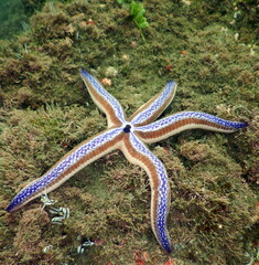 Costa Rica Pacific sea life