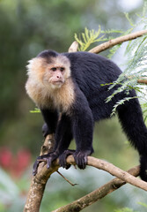 Capuchin monkey sitting on a branch in the tropical jungles of Costa Rica