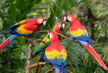 Fototapeta na wymiar Scarlet Macaws perched on a branch in the tropical jungles of Costa Rica
