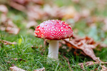 Pirianda Gardens Fungi in Victoria Australia
