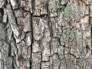 bark of a tree