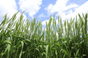 空に向かってまっすぐ伸びる青い麦