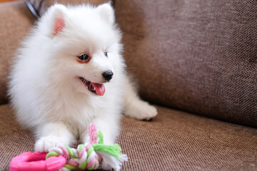 Fototapeta na wymiar Japanese Spitz puppy with a toy on the couch