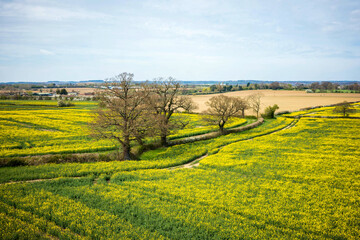 Fototapeta na wymiar rapeseed field in bloom in england uk