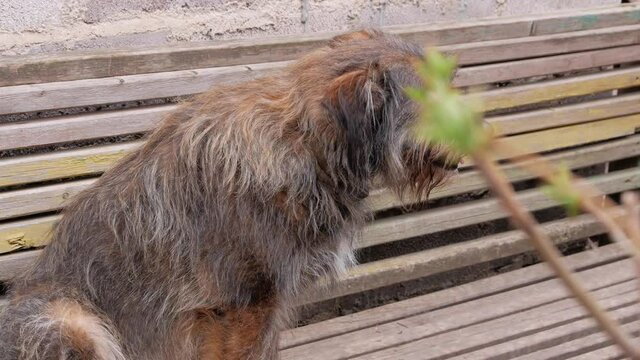 Street homeless mongrel shelter. A dog sits on wooden bench outdoor. Care for long fur animals. Combs for pets. Love, supportng, caring, puppies adoption concept. 