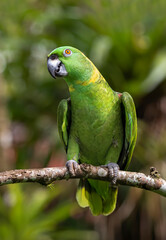 Yellow-Napped Amazon parrot perched on a branch in Costa Rica