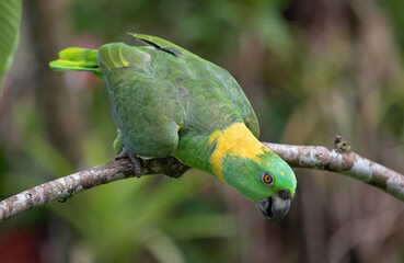 Yellow-Napped Amazon parrot perched on a branch in Costa Rica