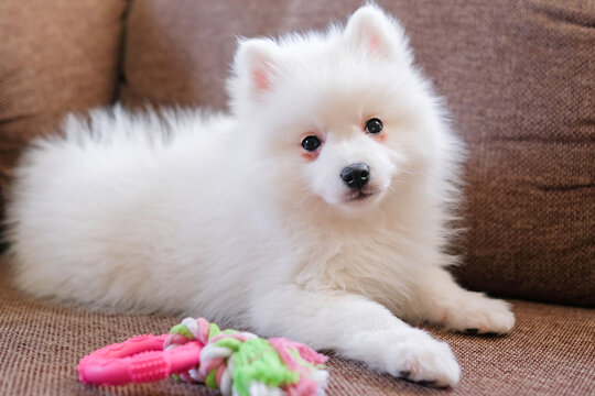 537 Best Japanese Spitz Images Stock Photos Vectors Adobe Stock 537 Best Japanese Spitz Images Stock Photos Vectors Adobe Stock