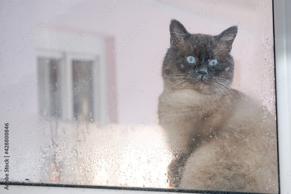 Poster Frosty winter day. Cat outdoor is looking through the window. .Siamese cat. Funny ears and eyes. Background pattern for design..