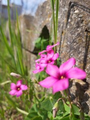 flowers in the garden