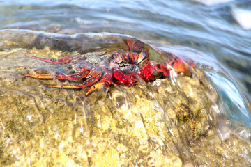 rote_Klippenkrabbe