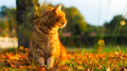 Chat roux dans un décor d'automne