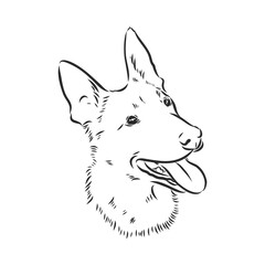 Sketch of Belgian Shepherd dog, Hand drawn illustration.