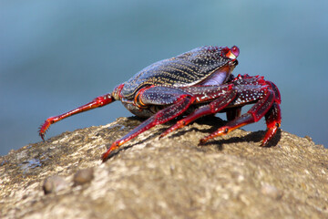 rote_Klippenkrabbe