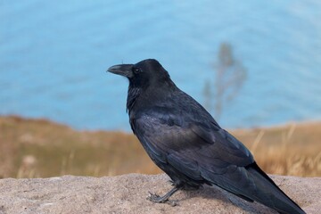 crow on a wall