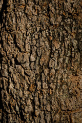 Vertical image of brown scale bark.