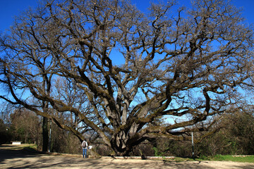 A visitor reads the information plaque at the foot of Grambois's venerable oak, nicknamed 