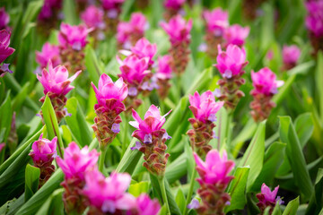Pink Krachiew flower field, selective focus. A field of fuchsia pink flowers contrasting with green leaves gives a bright color.