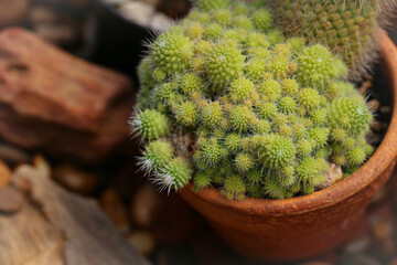 A Mammillaria cactus that is sprouting in a pot.